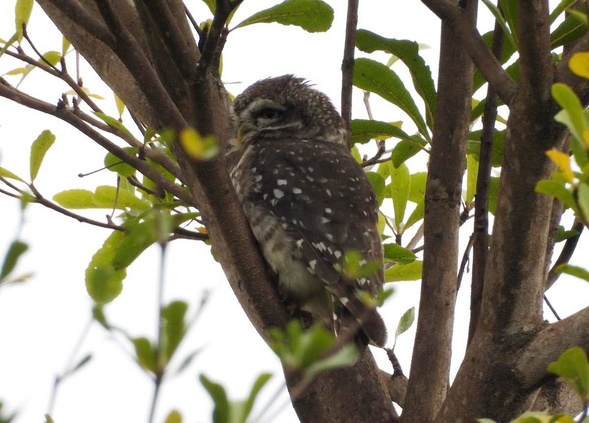 Spotted Owlet - ML642698396