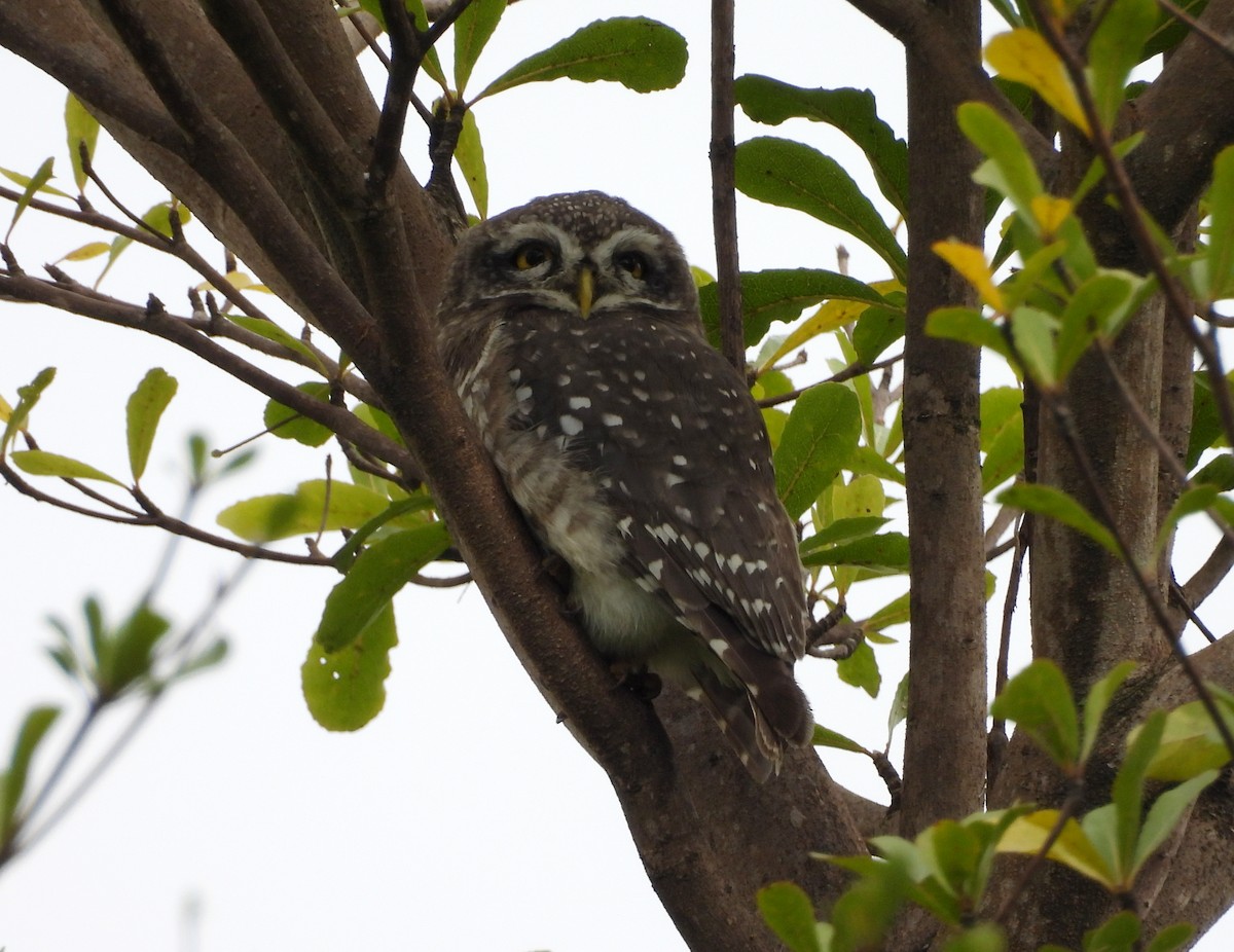 Spotted Owlet - ML642698398