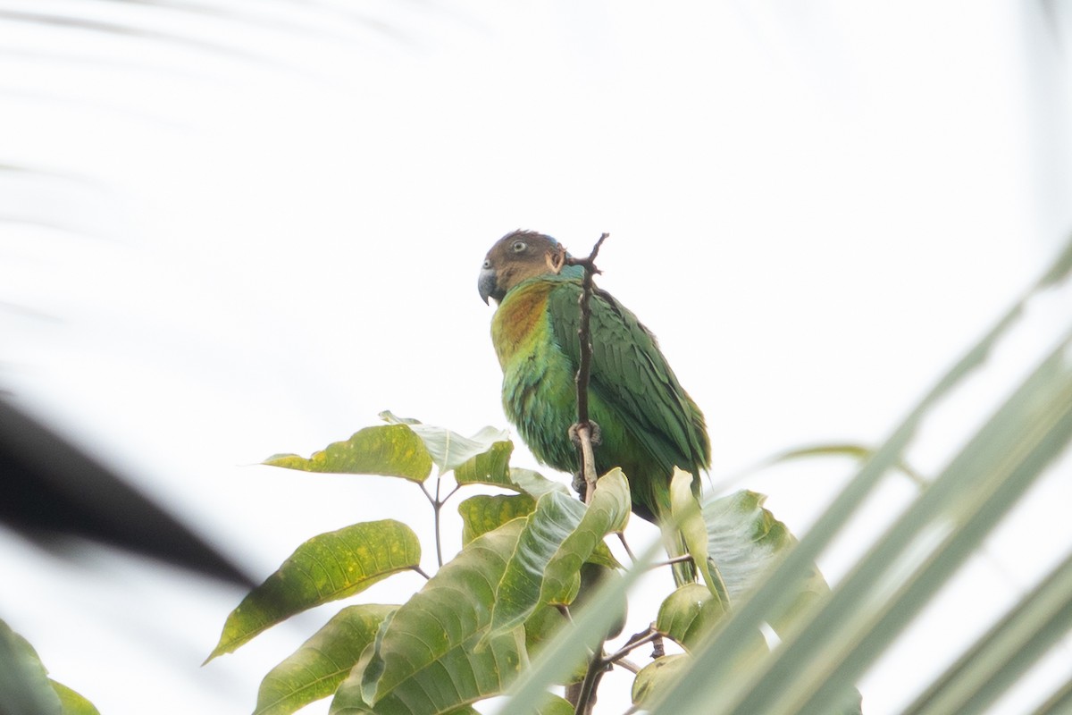 Red-cheeked Parrot - ML642698401