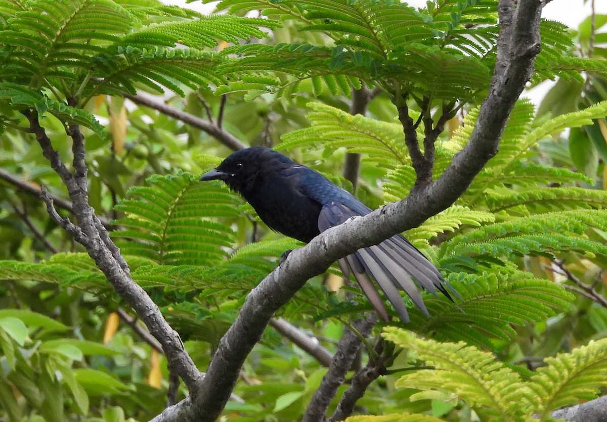 Black Drongo - ML642698414