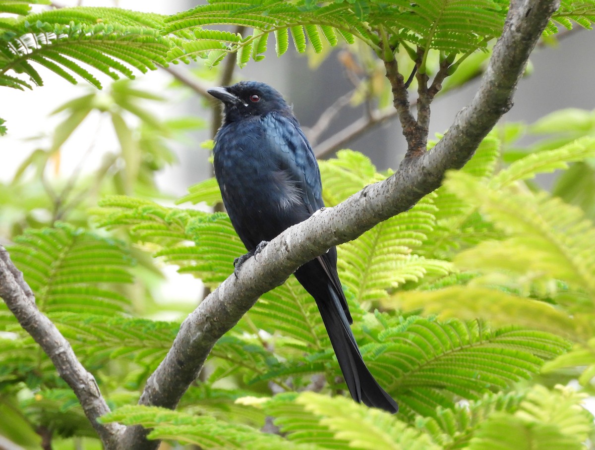 Black Drongo - ML642698419