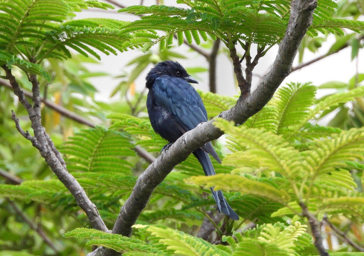 Black Drongo - ML642698420