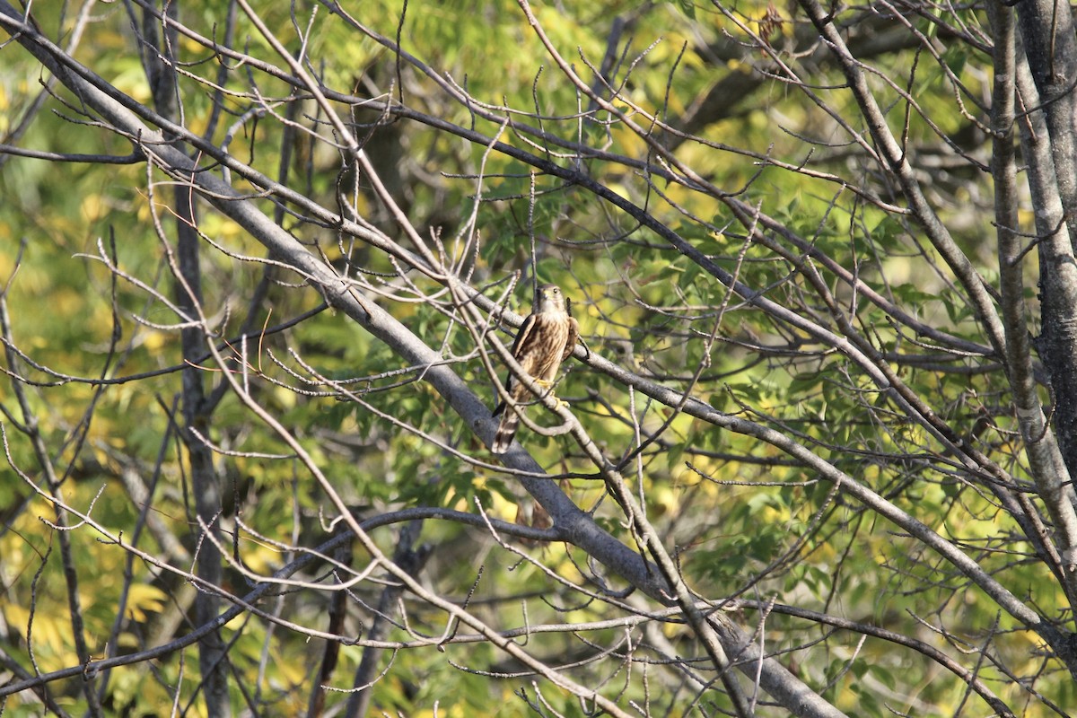 Merlin - ML642698421