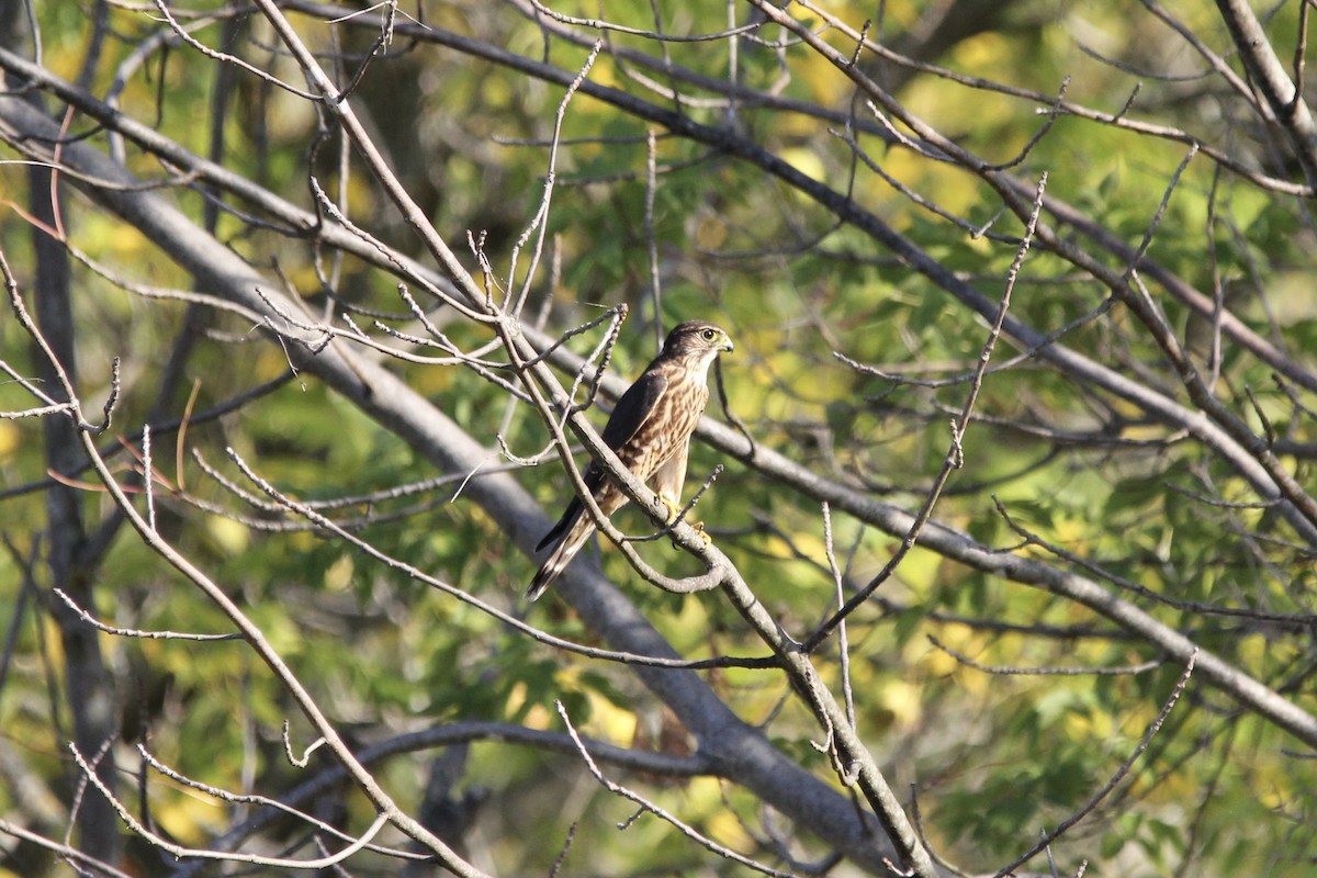 Merlin - ML642698423
