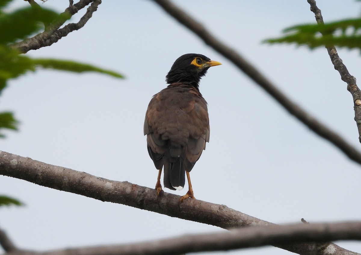 Common Myna - ML642698425