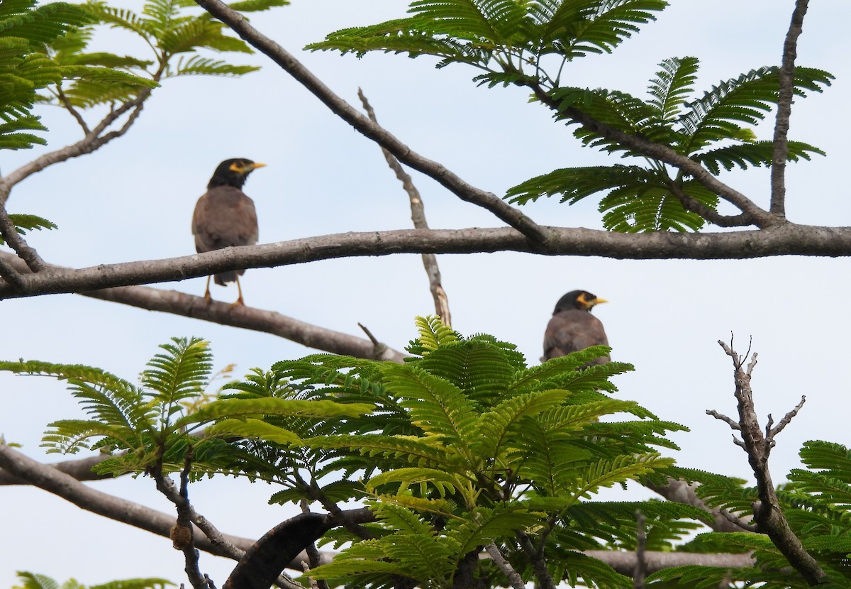 Common Myna - ML642698426