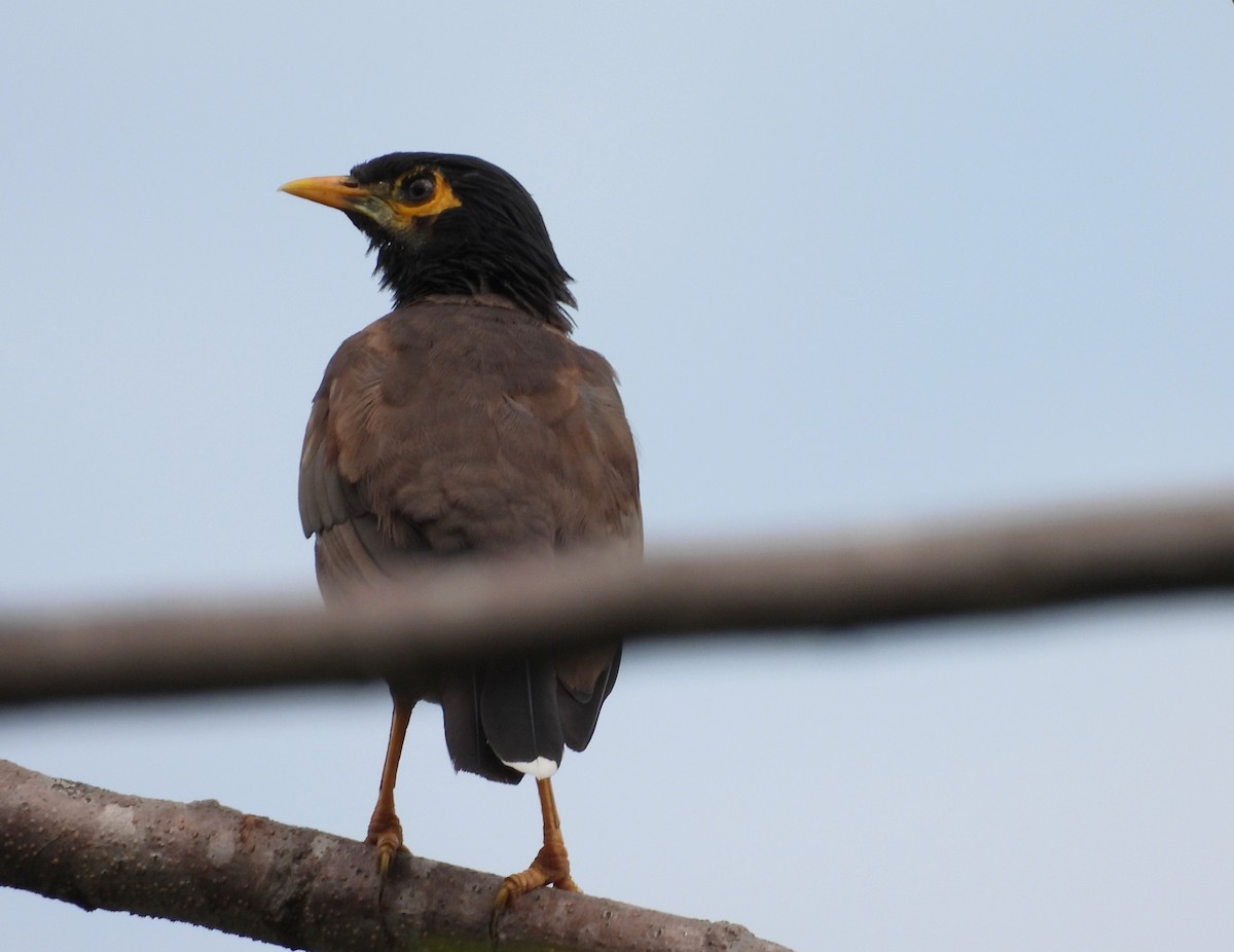 Common Myna - ML642698427