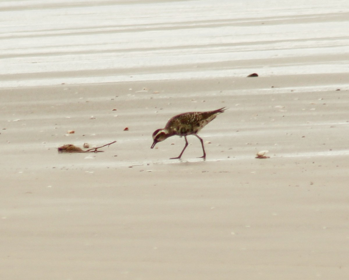 American Golden-Plover - ML642698429