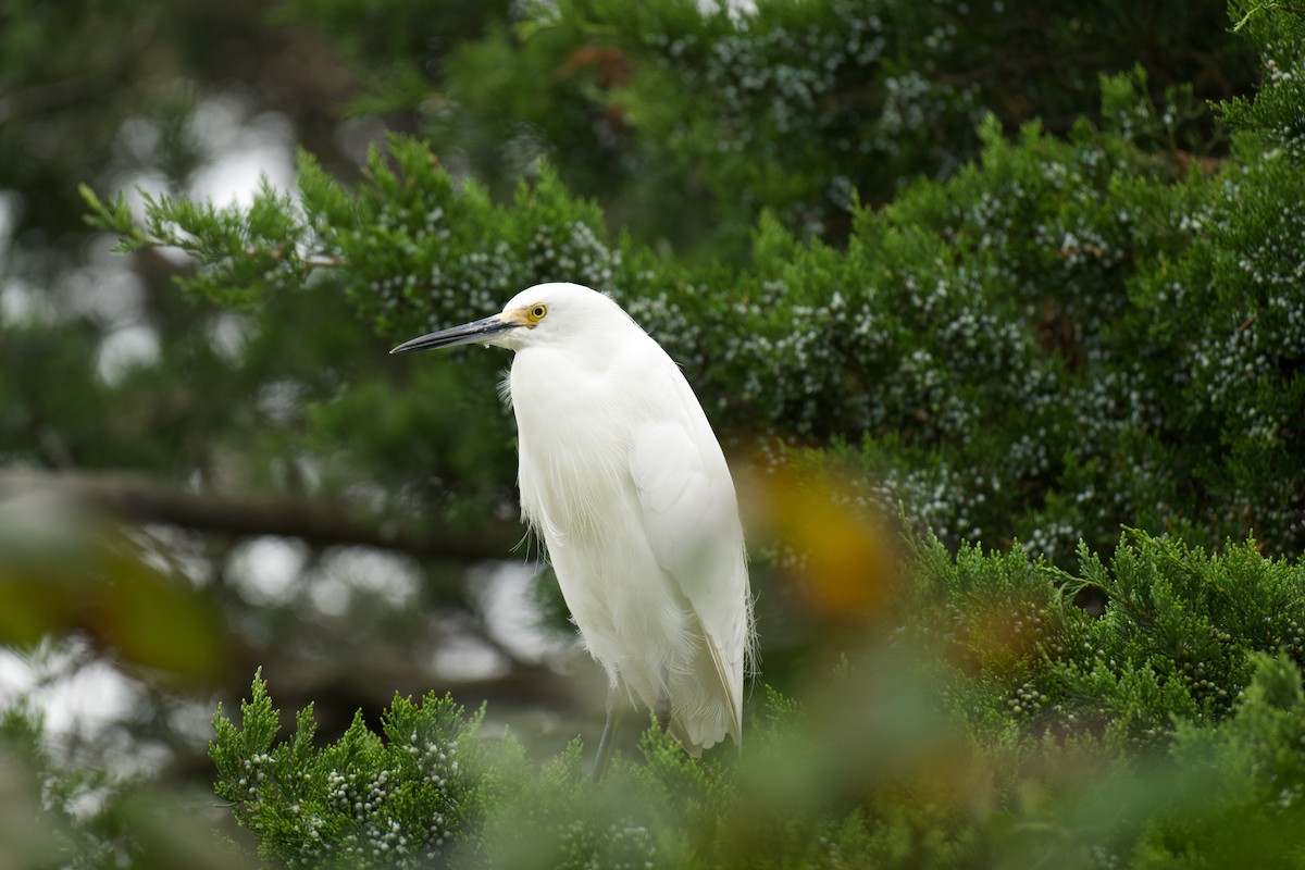 Snowy Egret - ML642698431