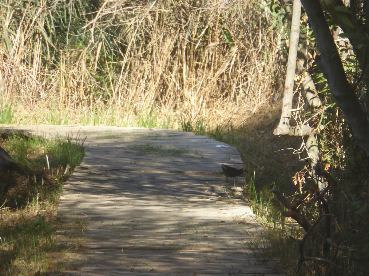 Water Rail - ML642698433