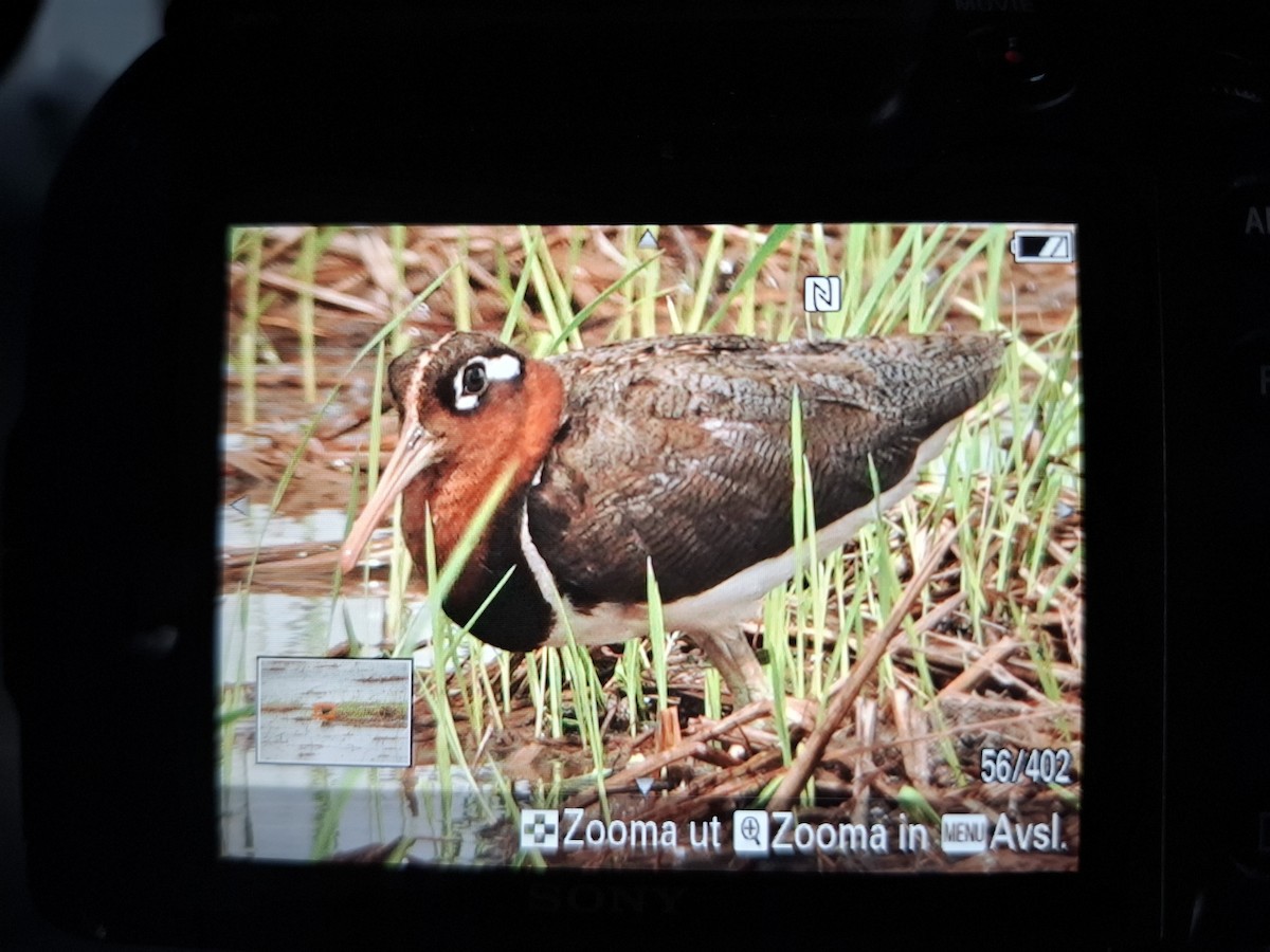 Greater Painted-Snipe - ML642698434
