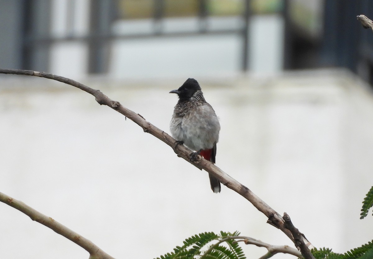 Red-vented Bulbul - ML642698436