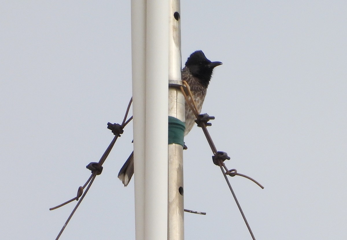 Red-vented Bulbul - ML642698437