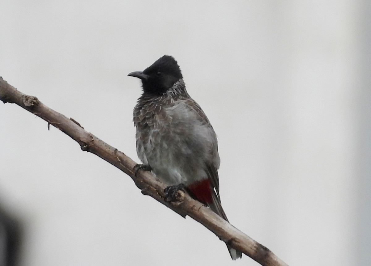 Red-vented Bulbul - ML642698438