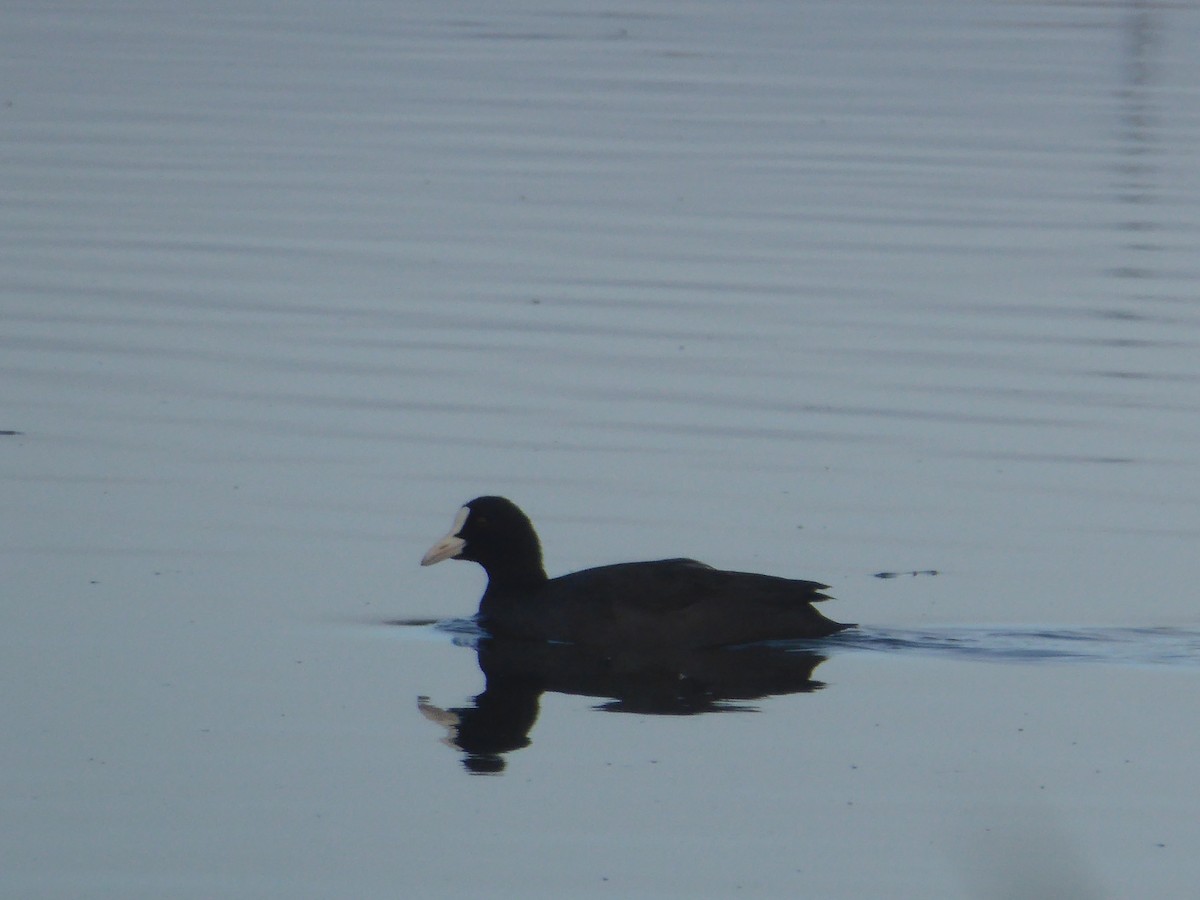 Eurasian Coot - ML642698440