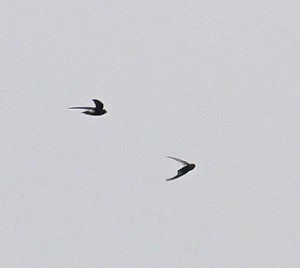 Little Swift - ML642698441