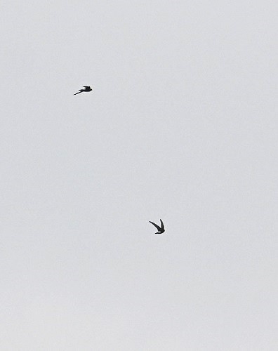 Little Swift - ML642698442