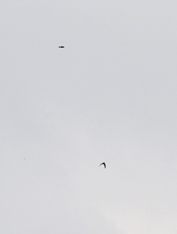 Little Swift - ML642698443