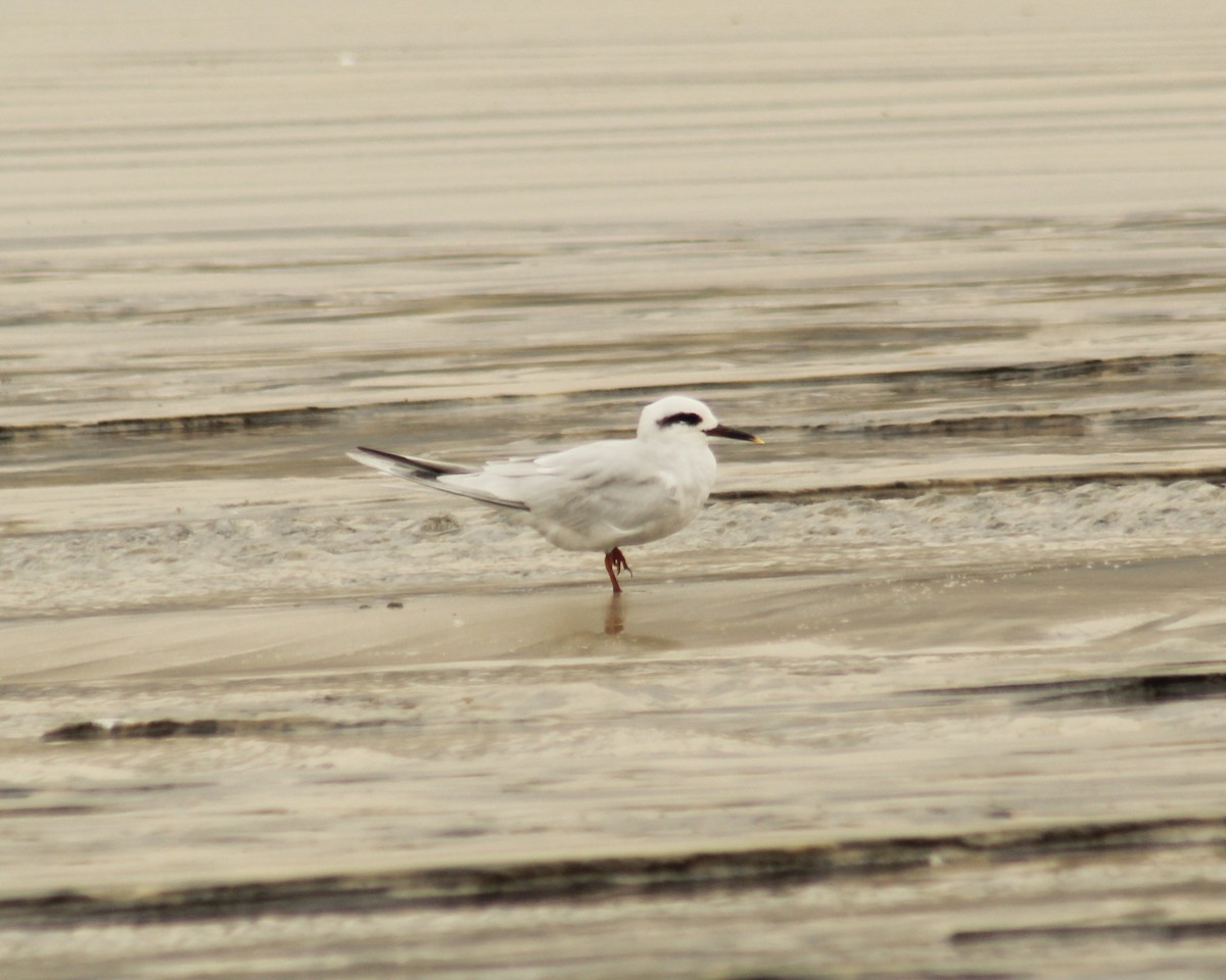 Snowy-crowned Tern - ML642698445