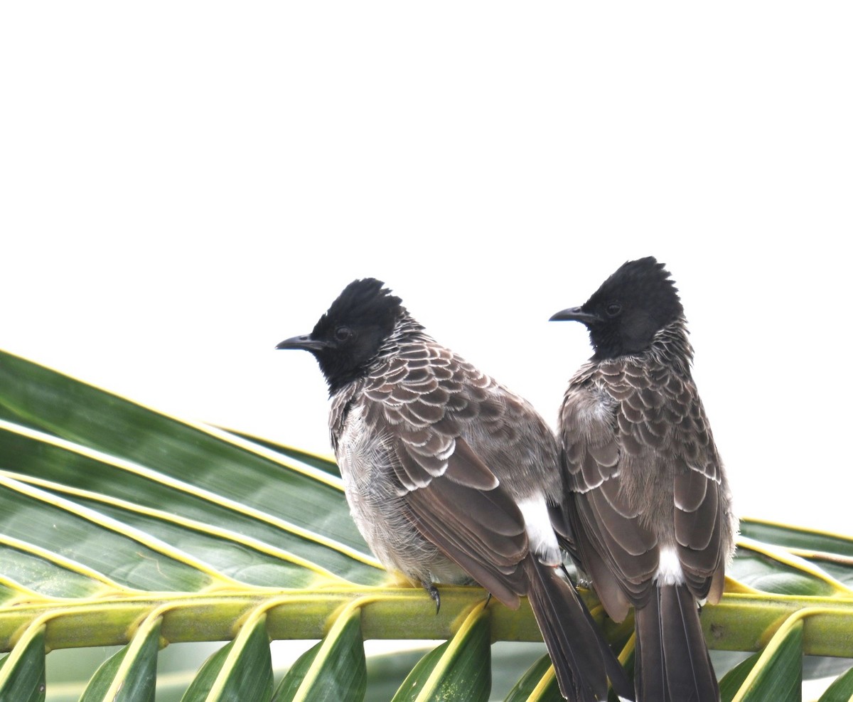 Red-vented Bulbul - ML642698447