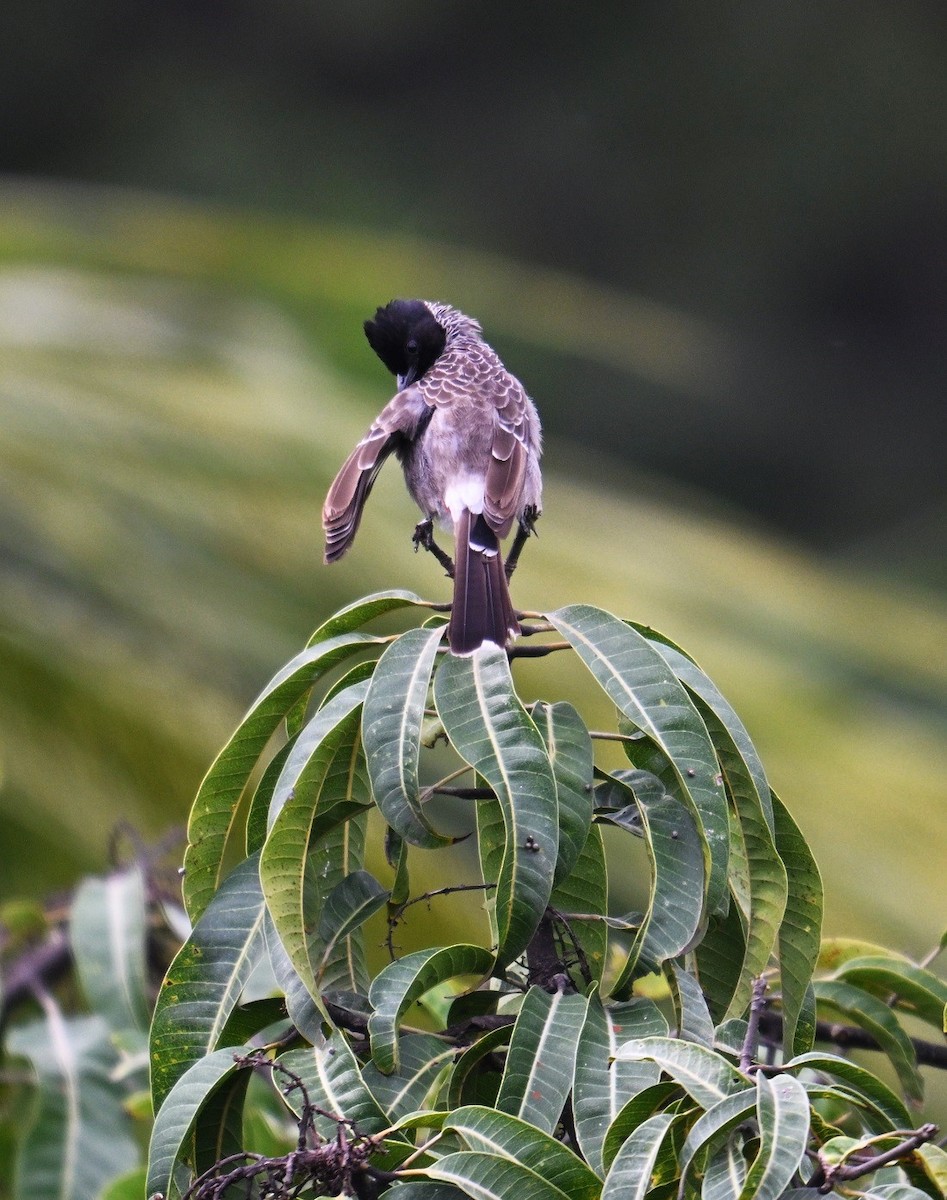 Red-vented Bulbul - ML642698448