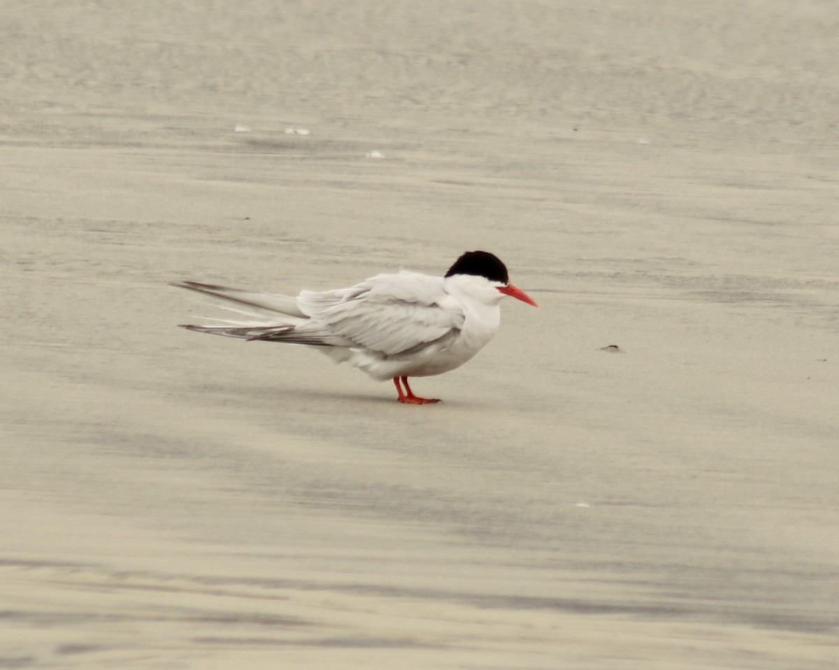 South American Tern - ML642698449