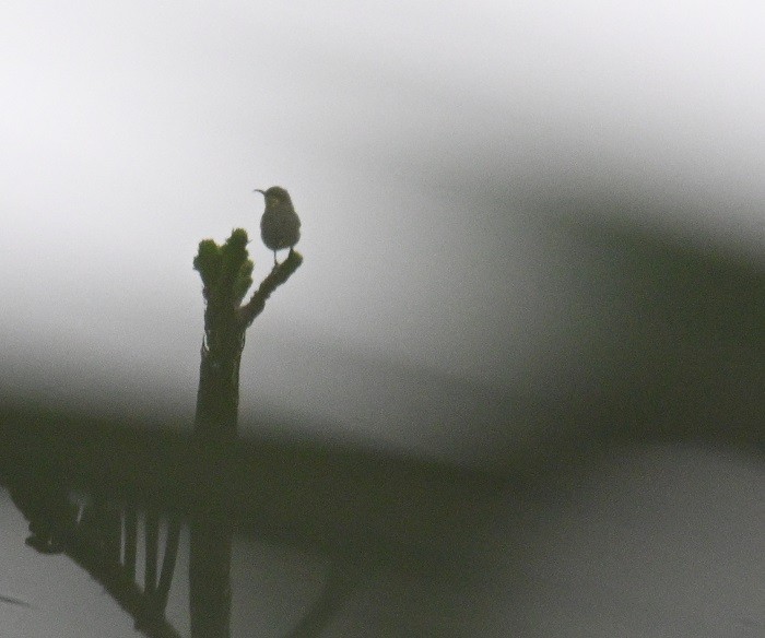sunbird sp. - ML642698451