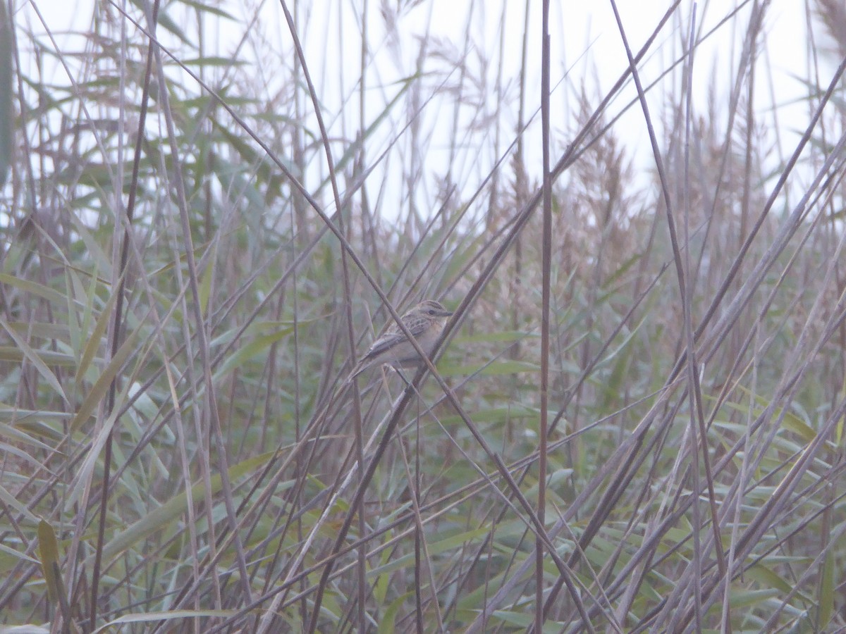 Whinchat - ML642698459