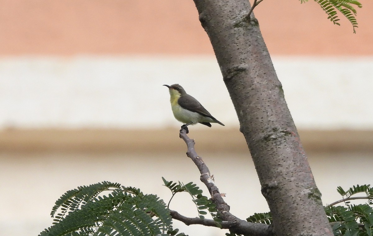 Purple Sunbird - ML642698460