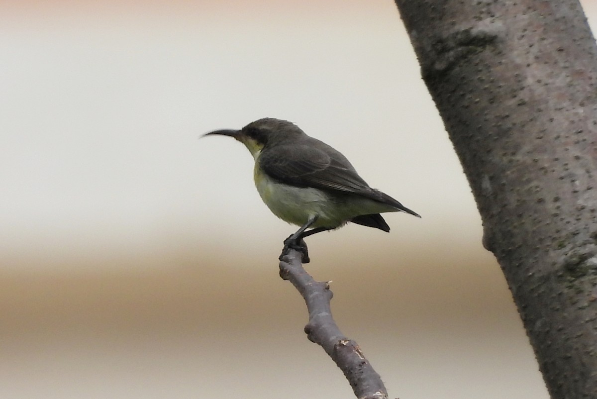 Purple Sunbird - ML642698461