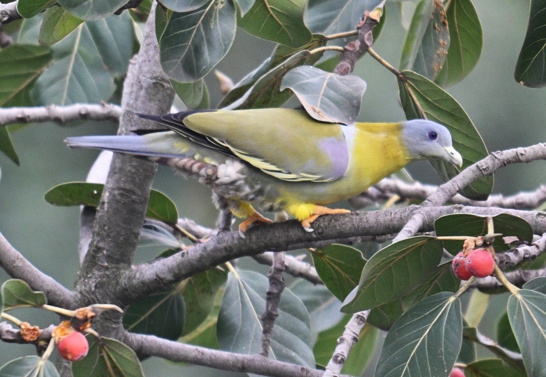 Yellow-footed Green-Pigeon - ML642698462