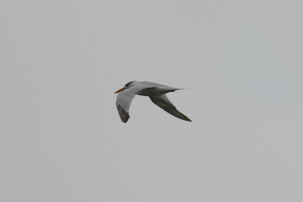 Royal Tern - ML642698469