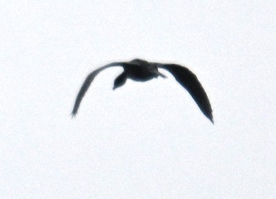 Little Cormorant - ML642698470