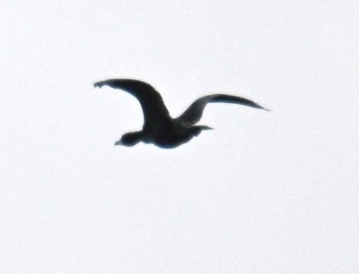 Little Cormorant - ML642698471