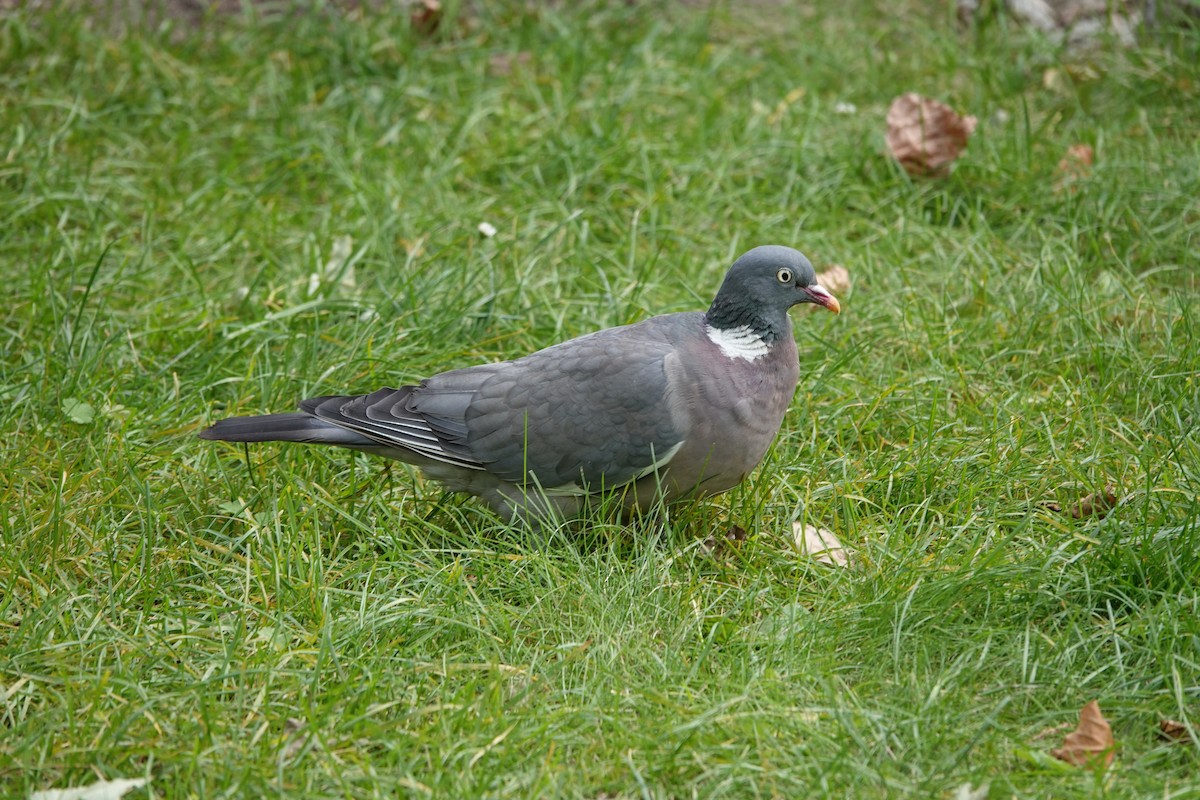 Common Wood-Pigeon - ML642698472