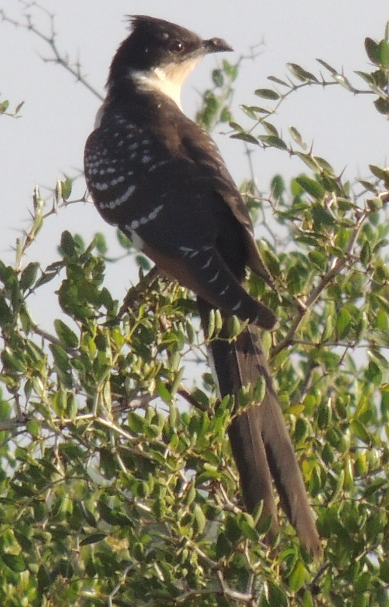 Great Spotted Cuckoo - ML642698475