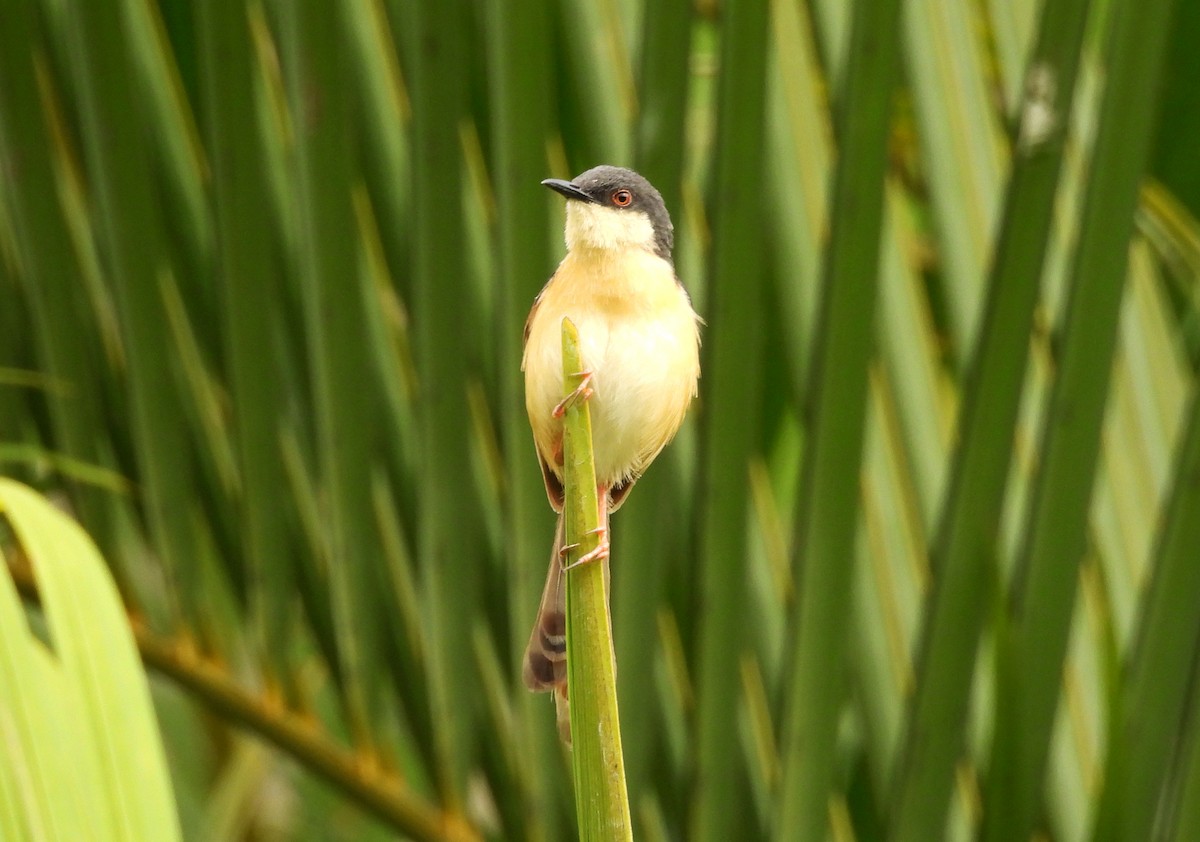 Ashy Prinia - ML642698476