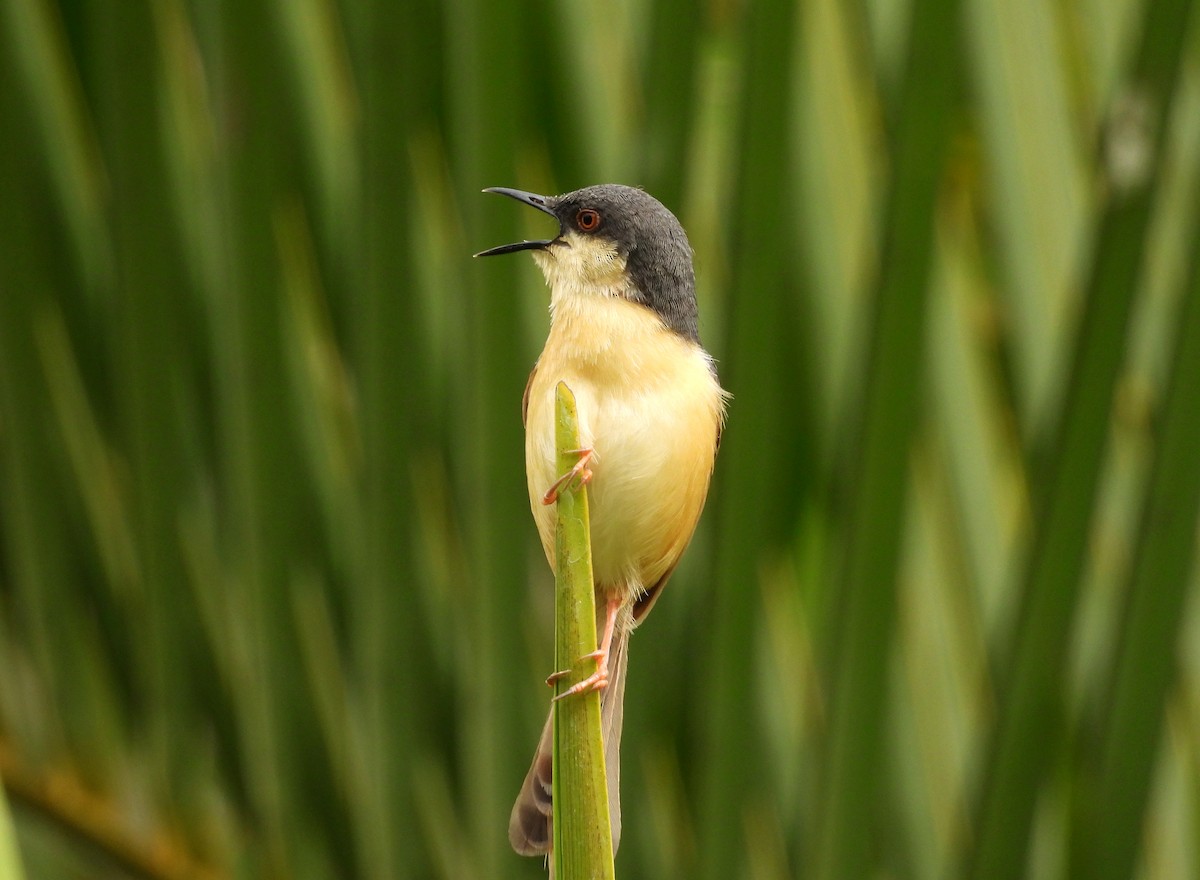 Ashy Prinia - ML642698477