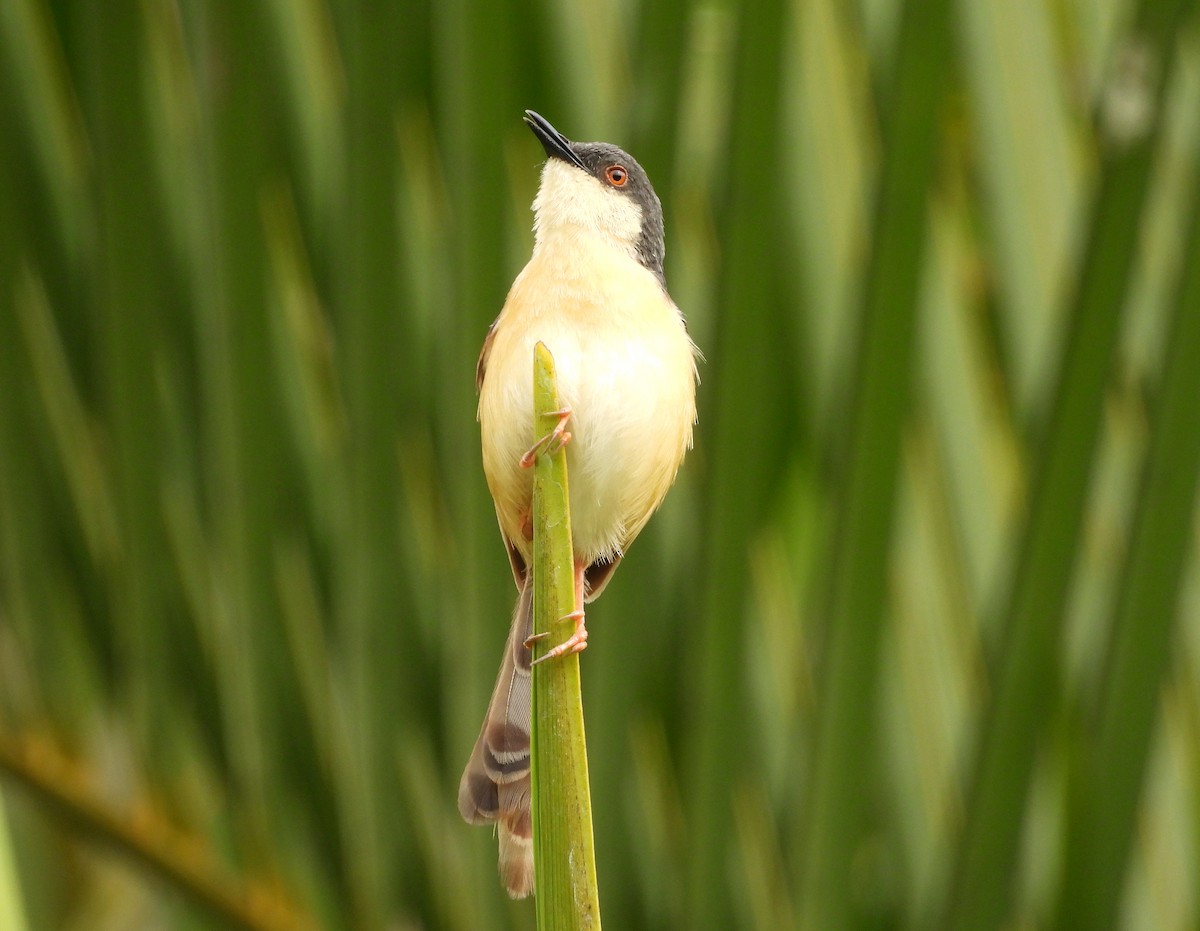 Ashy Prinia - ML642698478