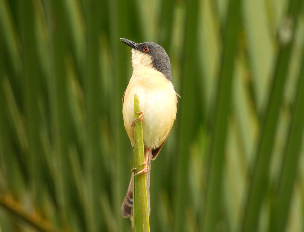 Ashy Prinia - ML642698479