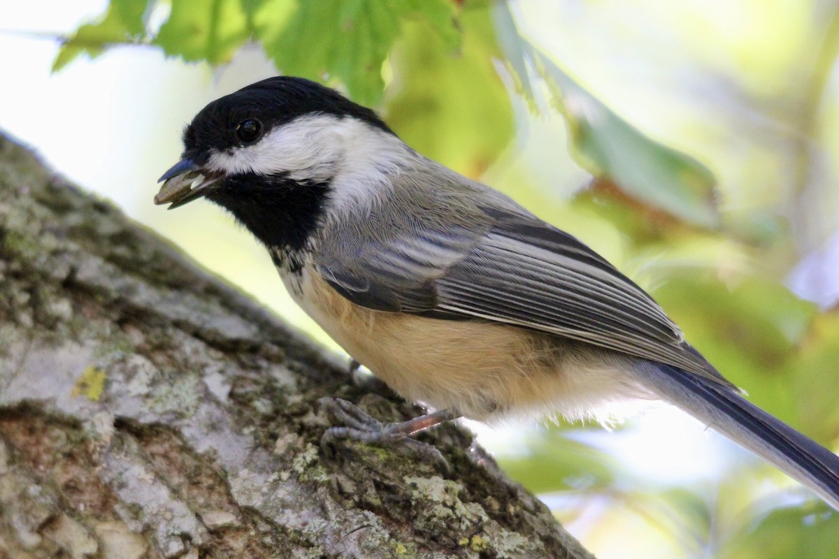 Black-capped Chickadee - ML642698497