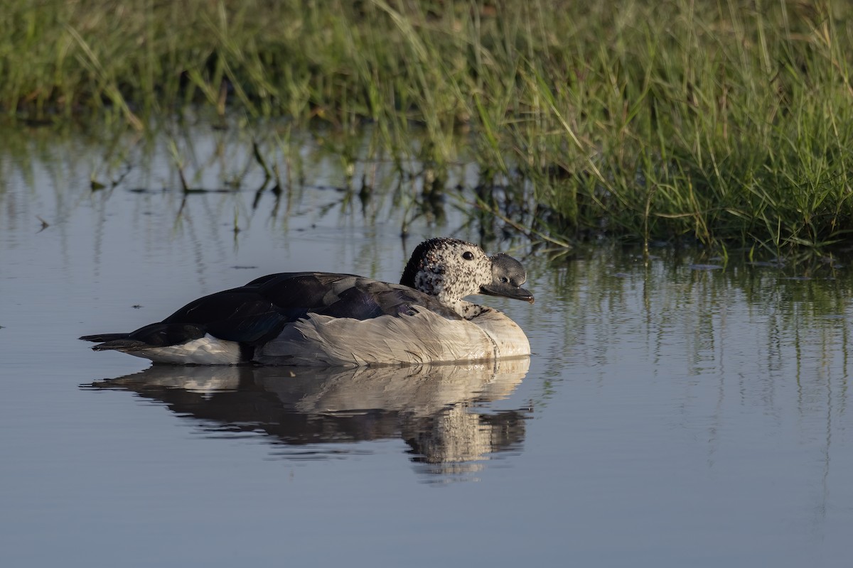 Knob-billed Duck - ML642698509