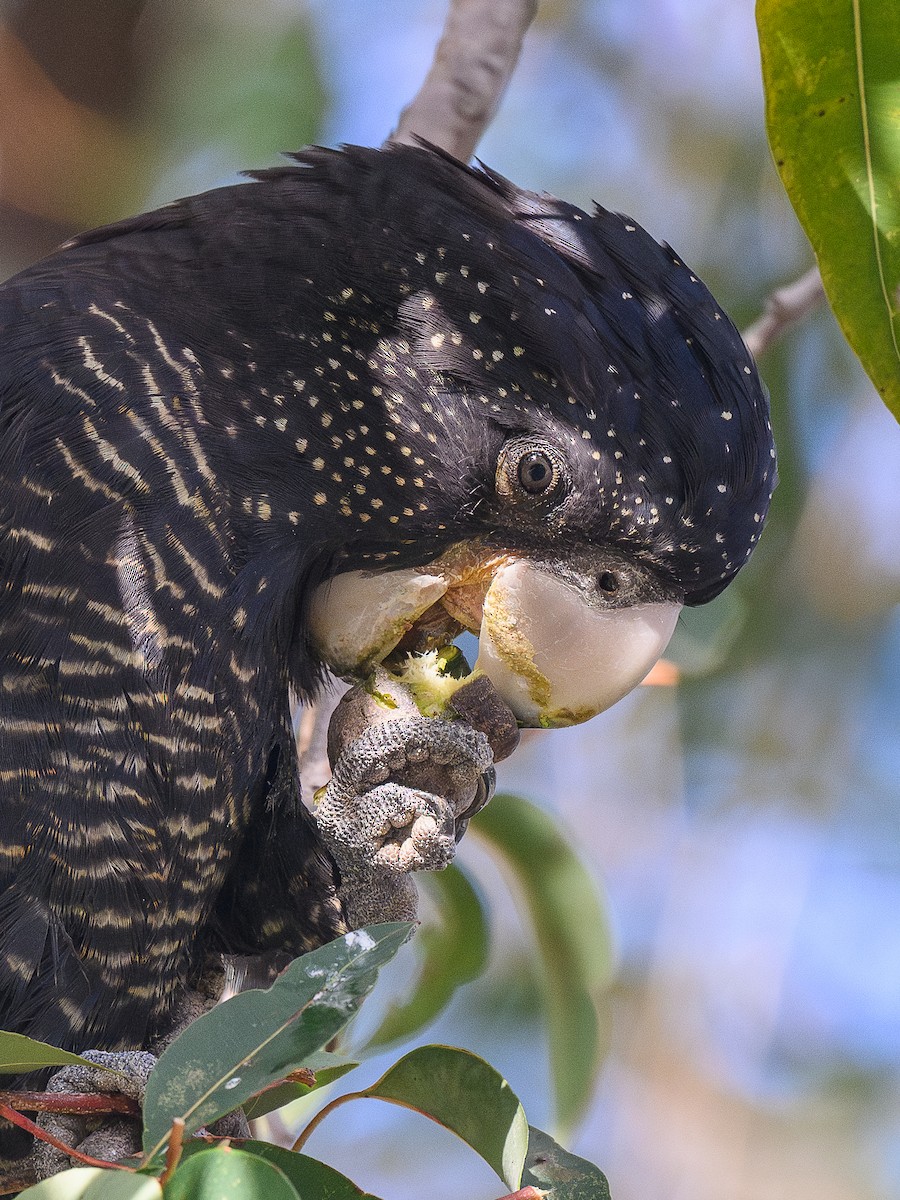 Red-tailed Black-Cockatoo - ML642698520