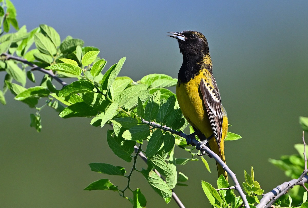 Scott's Oriole - ML642698523