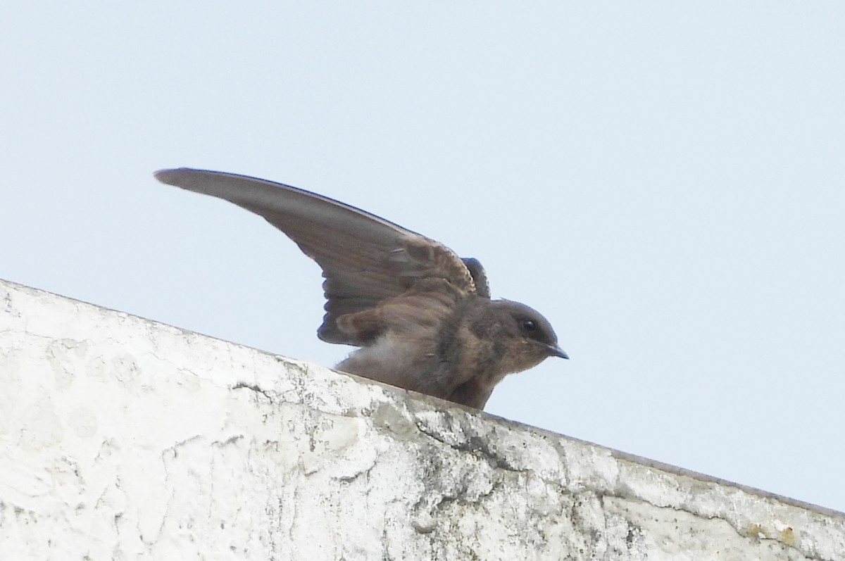 Dusky Crag-Martin - ML642698527