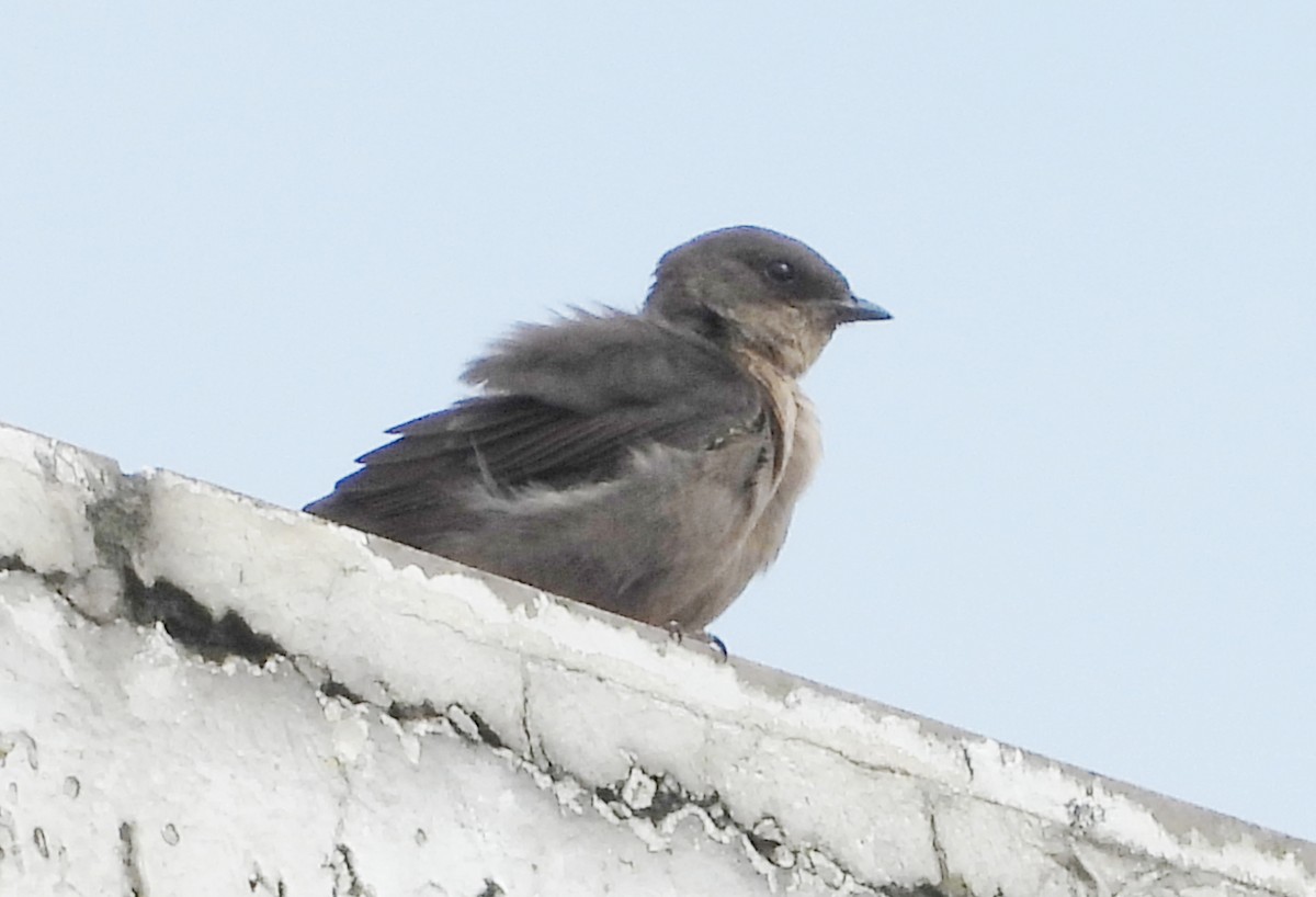 Dusky Crag-Martin - ML642698528