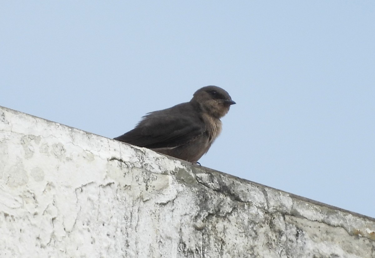 Dusky Crag-Martin - ML642698529