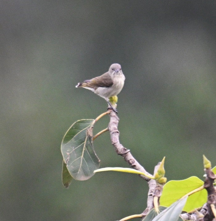 Thick-billed Flowerpecker - ML642698530