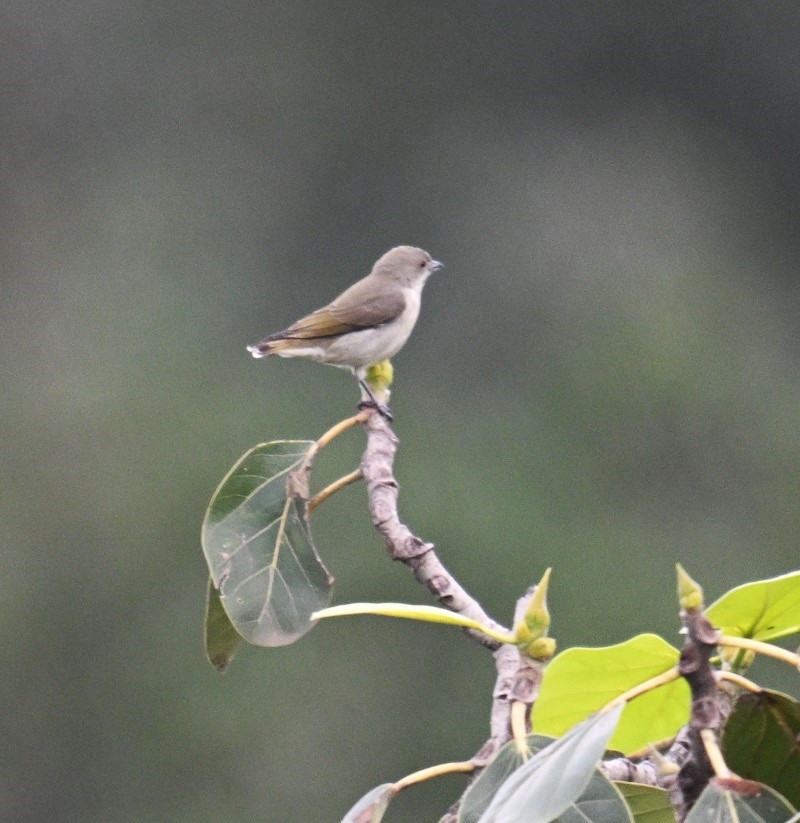 Thick-billed Flowerpecker - ML642698531