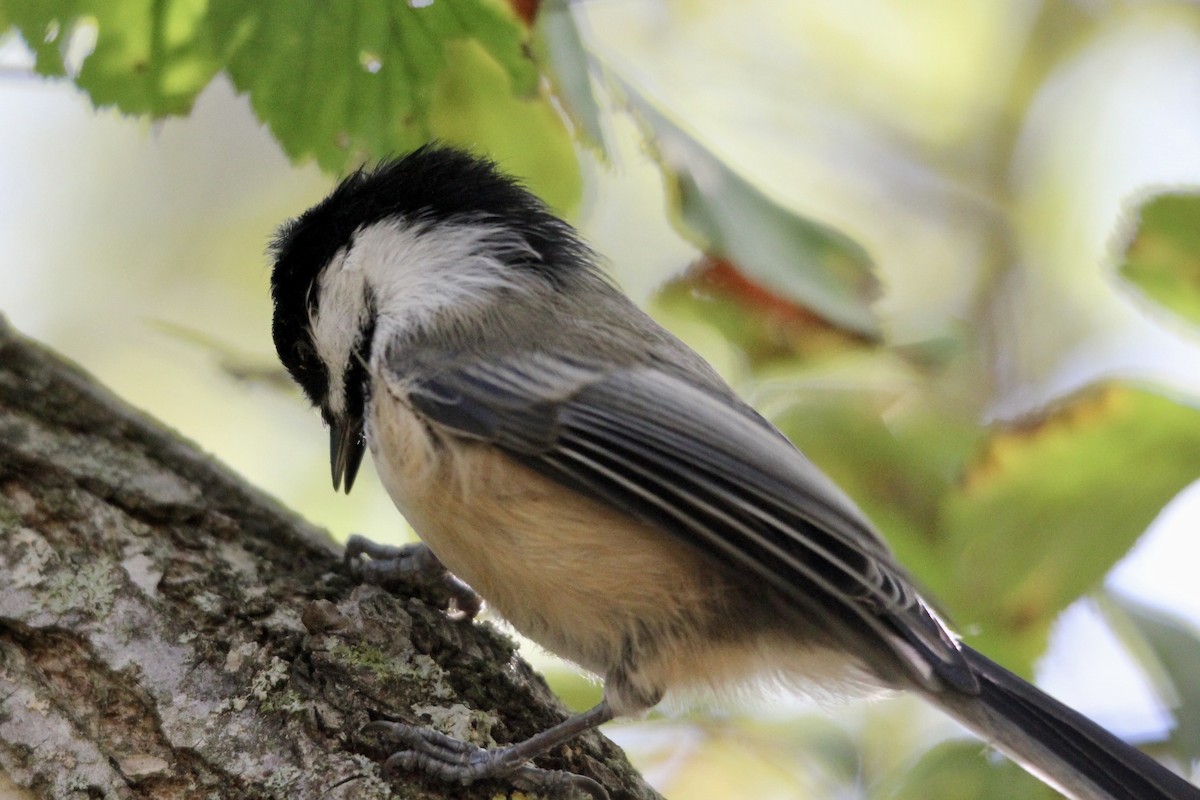 Black-capped Chickadee - ML642698534